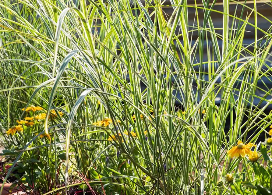 Miscanthus sinensis 'Variegatus'