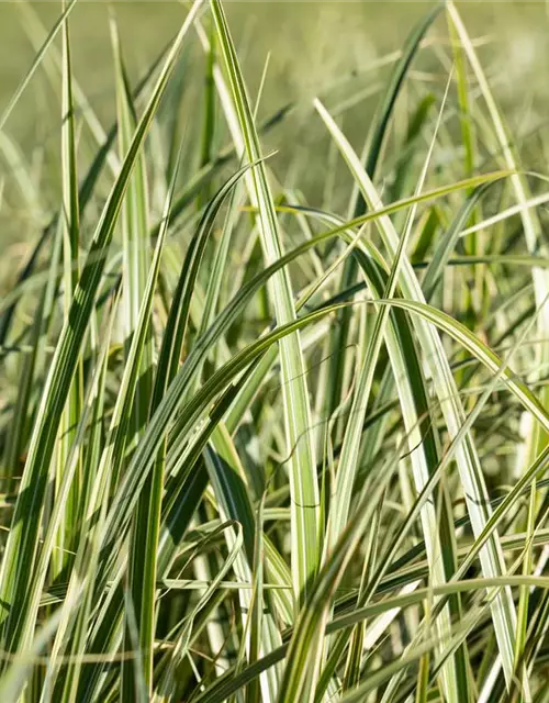 Miscanthus sinensis 'Variegatus'