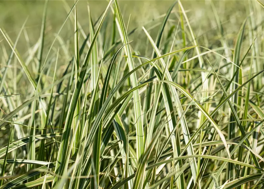 Miscanthus sinensis 'Variegatus'