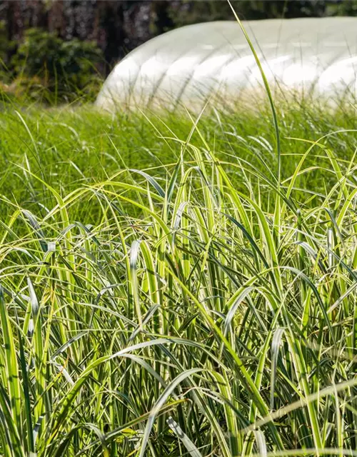 Miscanthus sinensis 'Variegatus'