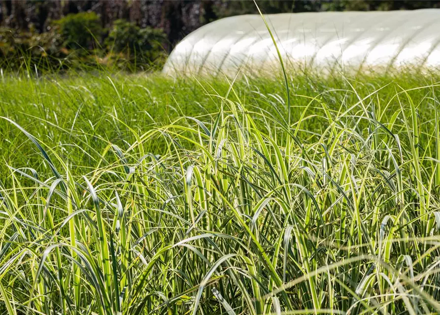 Miscanthus sinensis 'Variegatus'