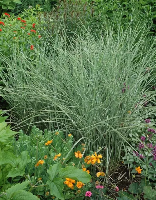 Miscanthus sinensis 'Variegatus'