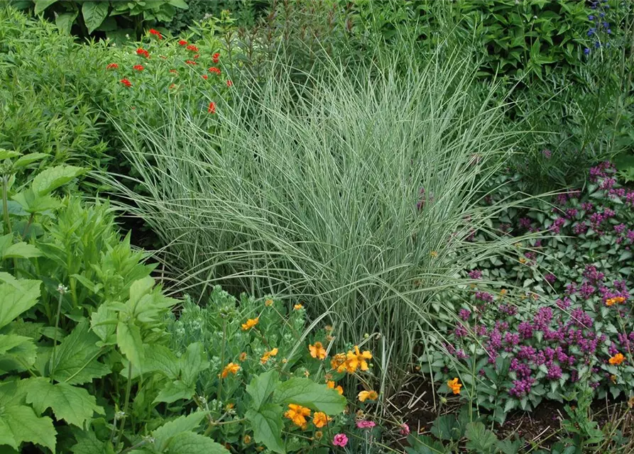 Miscanthus sinensis 'Variegatus'