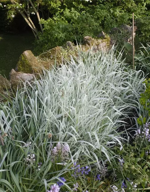 Miscanthus sinensis 'Variegatus'