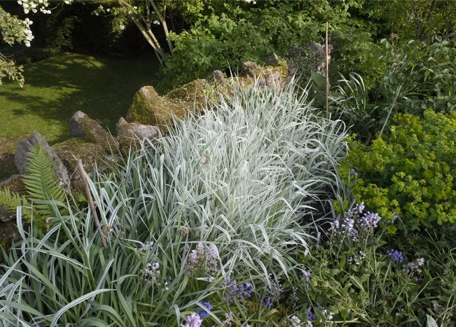 Miscanthus sinensis 'Variegatus'