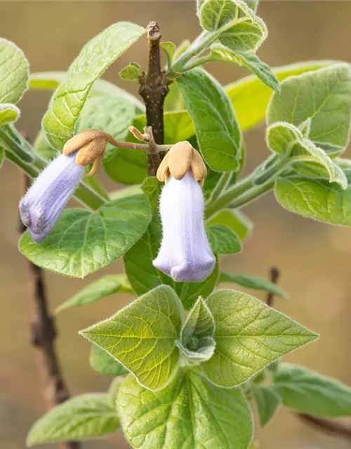 Paulownia tomentosa