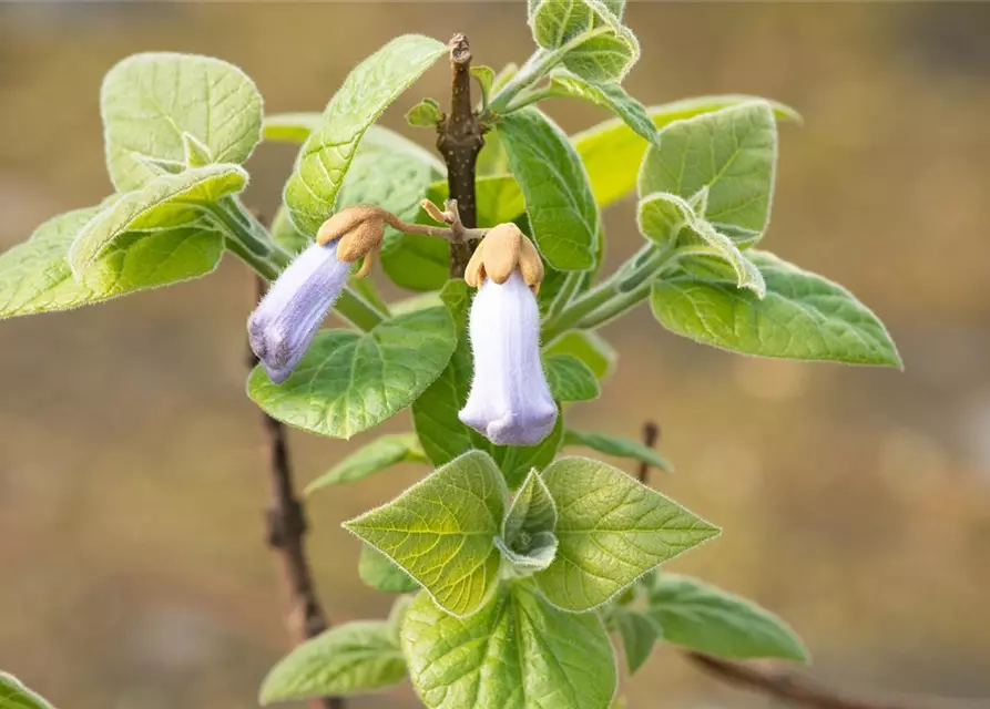 Paulownia tomentosa