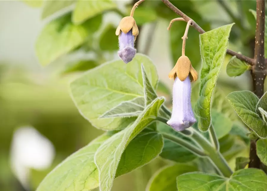 Paulownia tomentosa