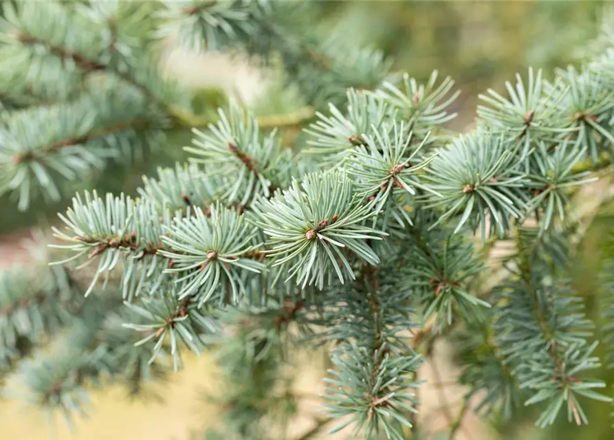 Pseudotsuga menziesii