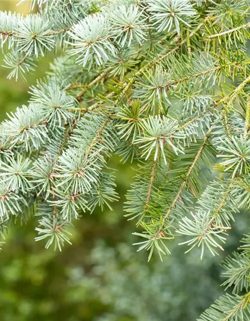 Pseudotsuga menziesii