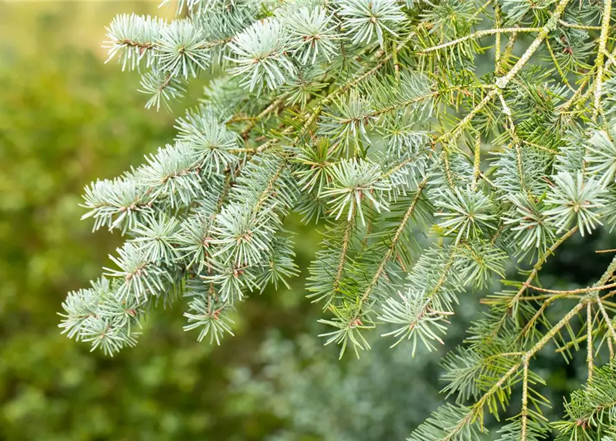 Pseudotsuga menziesii