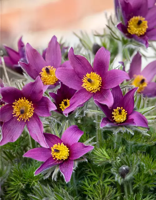 Pulsatilla vulgaris