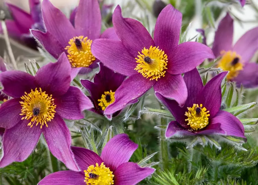 Pulsatilla vulgaris