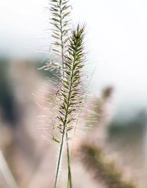 Pennisetum alopecuroides