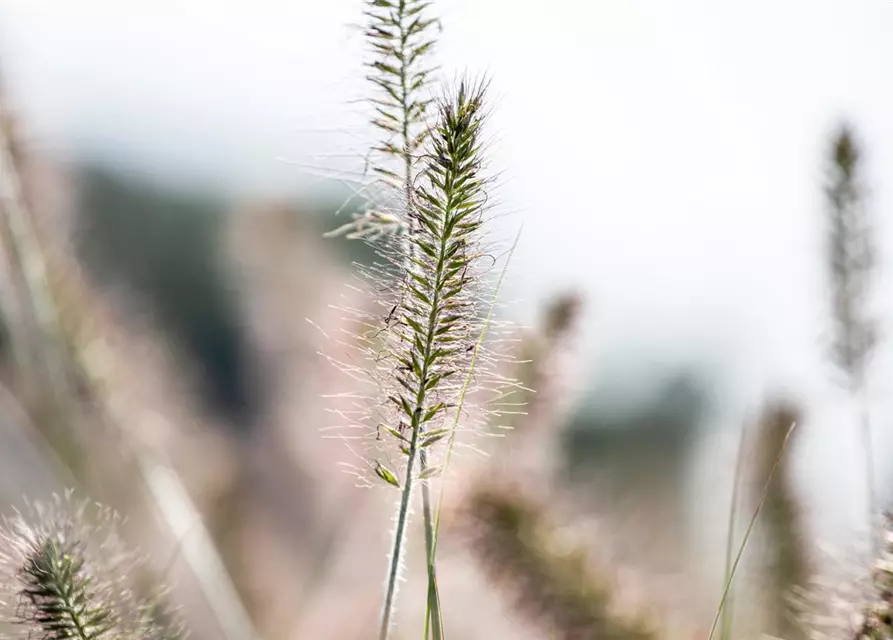 Pennisetum alopecuroides