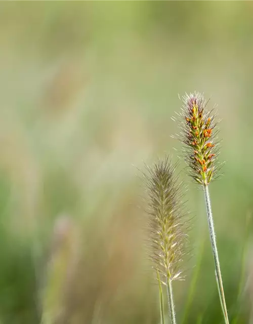 Pennisetum alopecuroides