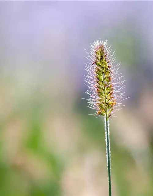 Pennisetum alopecuroides