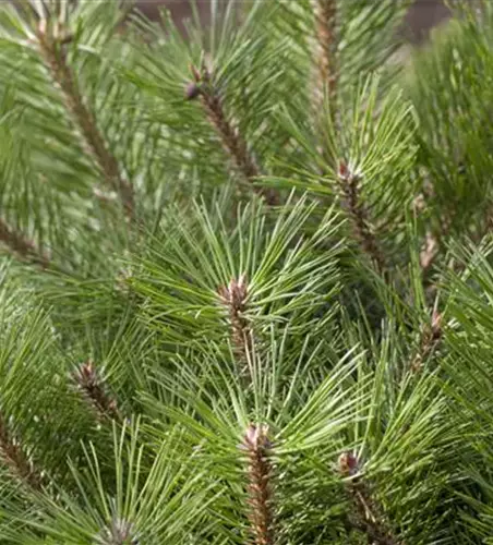 Pinus nigra 'Pierrick Brégeon'