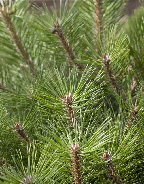 Pinus nigra 'Pierrick Brégeon'