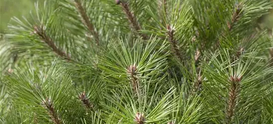 Pinus nigra 'Pierrick Brégeon'