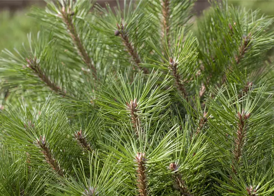 Pinus nigra 'Pierrick Brégeon'