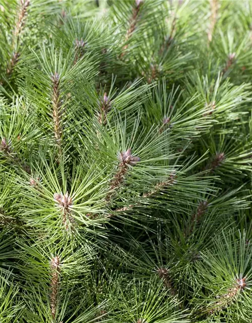 Pinus nigra 'Pierrick Brégeon'