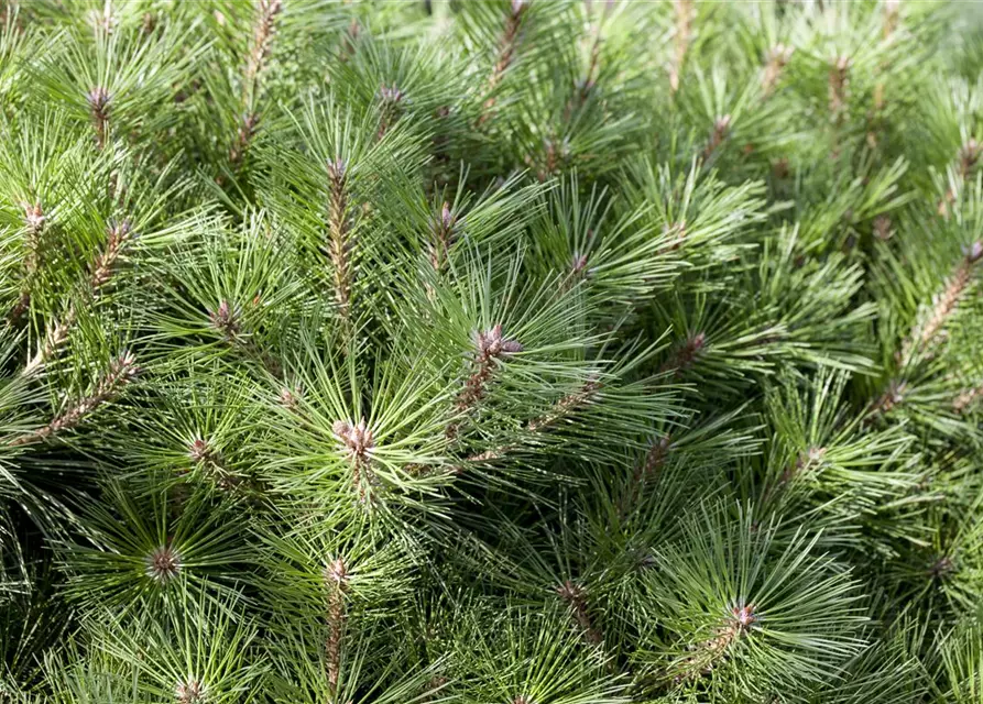 Pinus nigra 'Pierrick Brégeon'