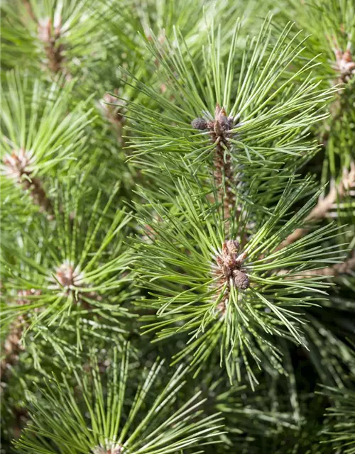 Pinus nigra 'Pierrick Brégeon'