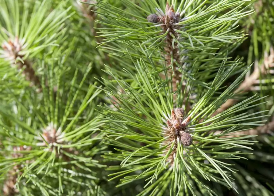 Pinus nigra 'Pierrick Brégeon'