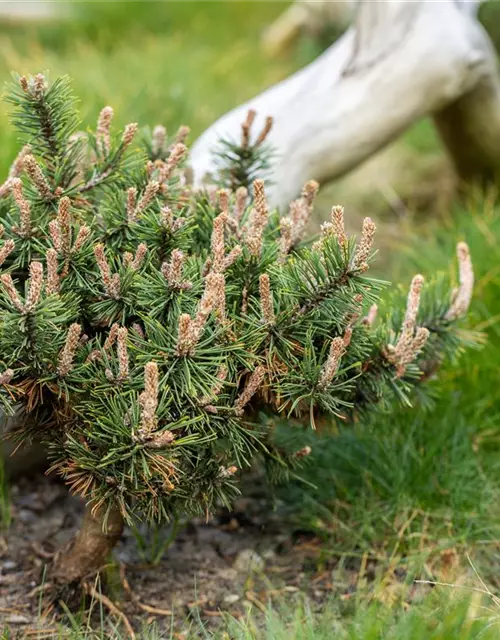 Pinus nigra 'Pierrick Brégeon'