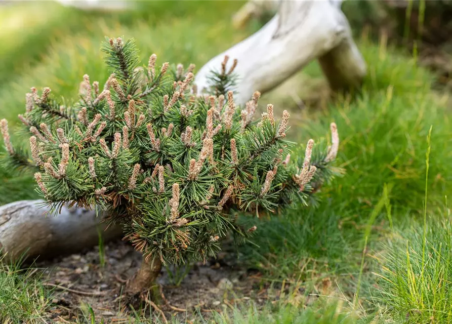 Pinus nigra 'Pierrick Brégeon'