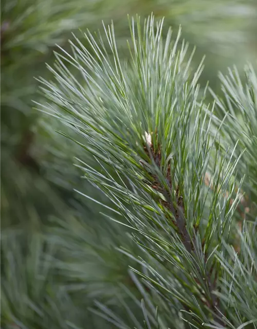 Pinus strobus