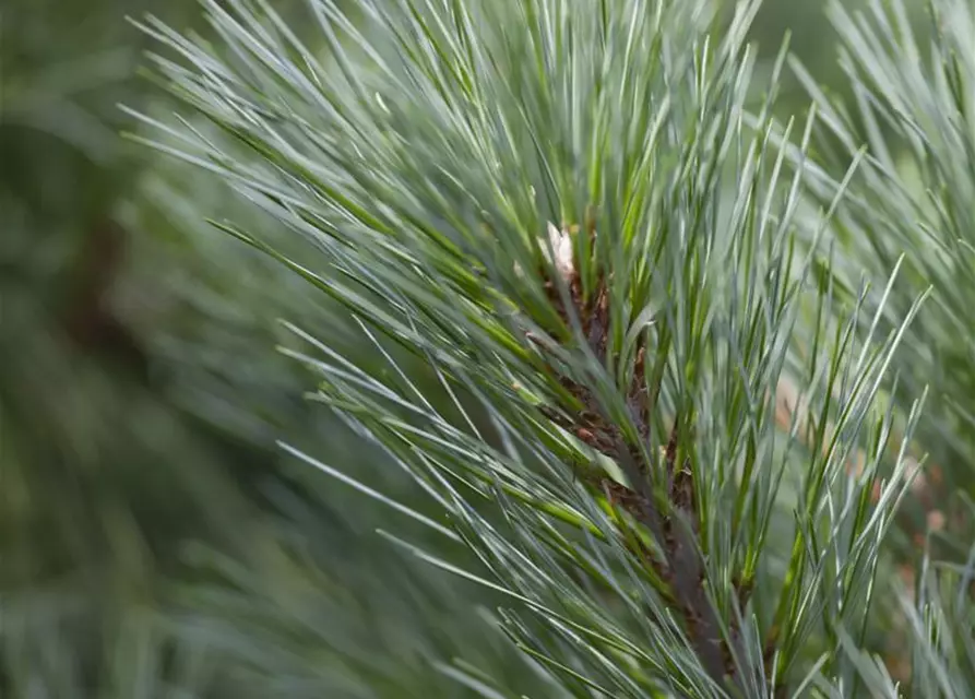 Pinus strobus