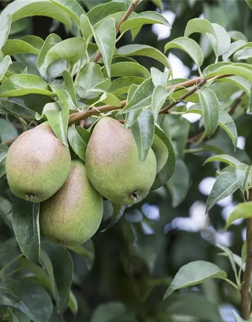 Pyrus communis