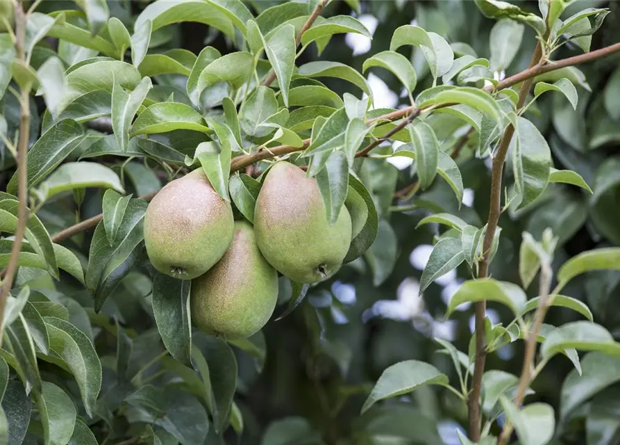 Pyrus communis