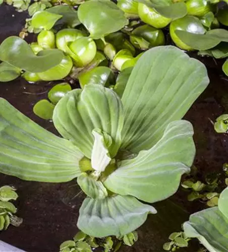 Pistia stratiotes