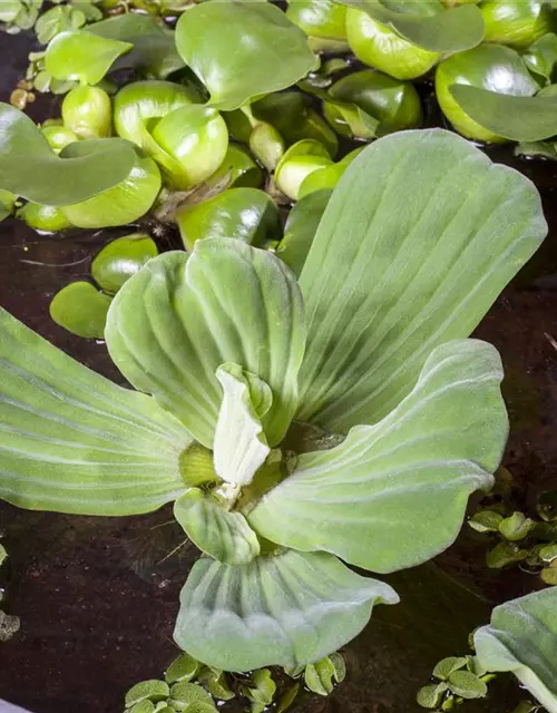 Pistia stratiotes