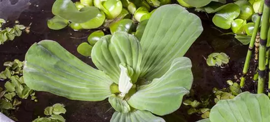 Pistia stratiotes