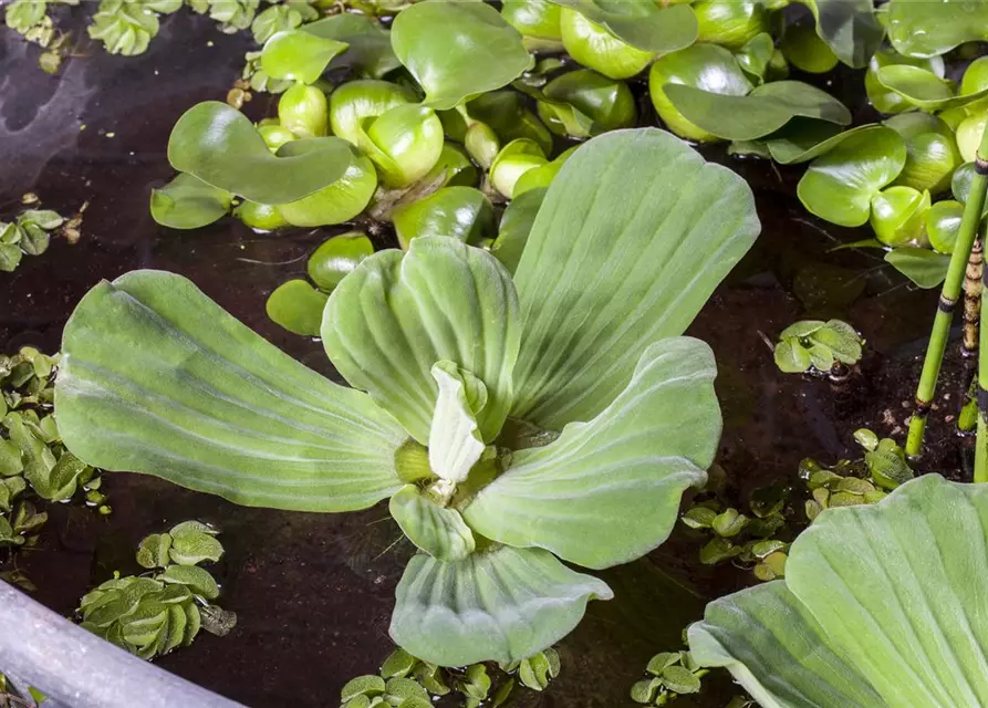 Pistia stratiotes