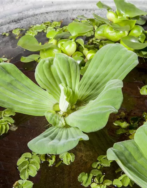 Pistia stratiotes