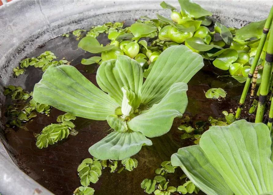 Pistia stratiotes