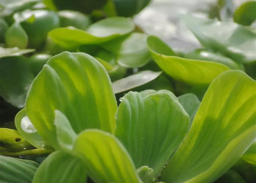 Pistia stratiotes