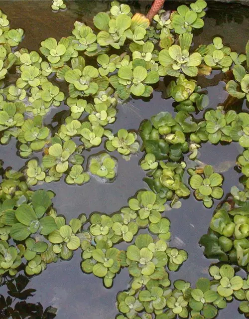 Pistia stratiotes