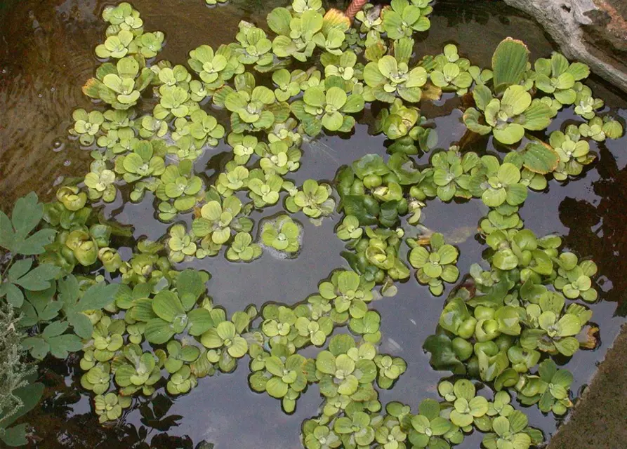 Pistia stratiotes