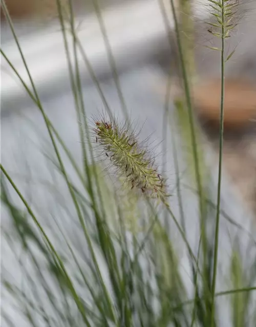 Pennisetum setaceum