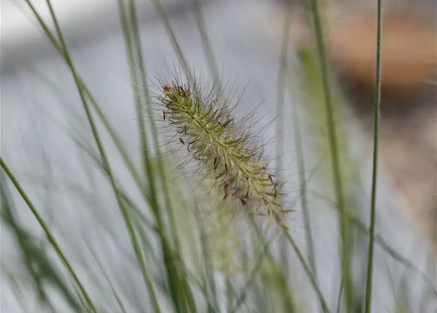 Pennisetum setaceum