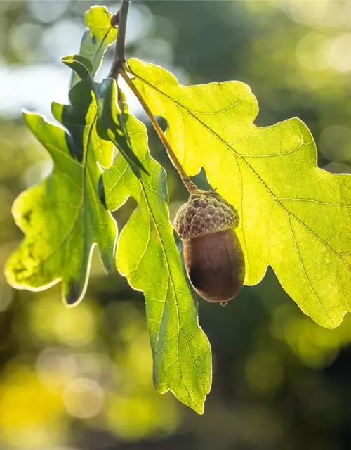 Quercus robur