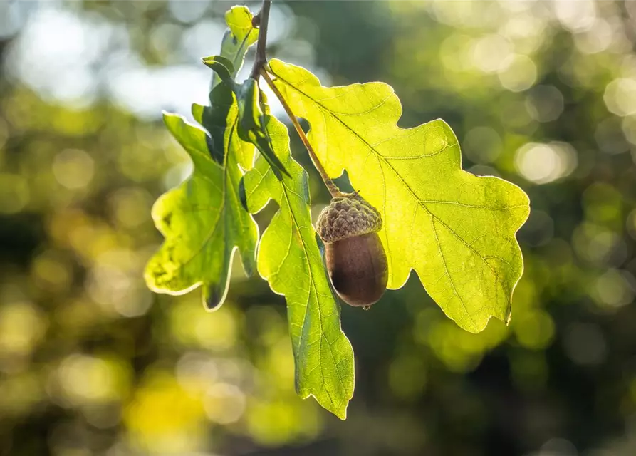 Quercus robur