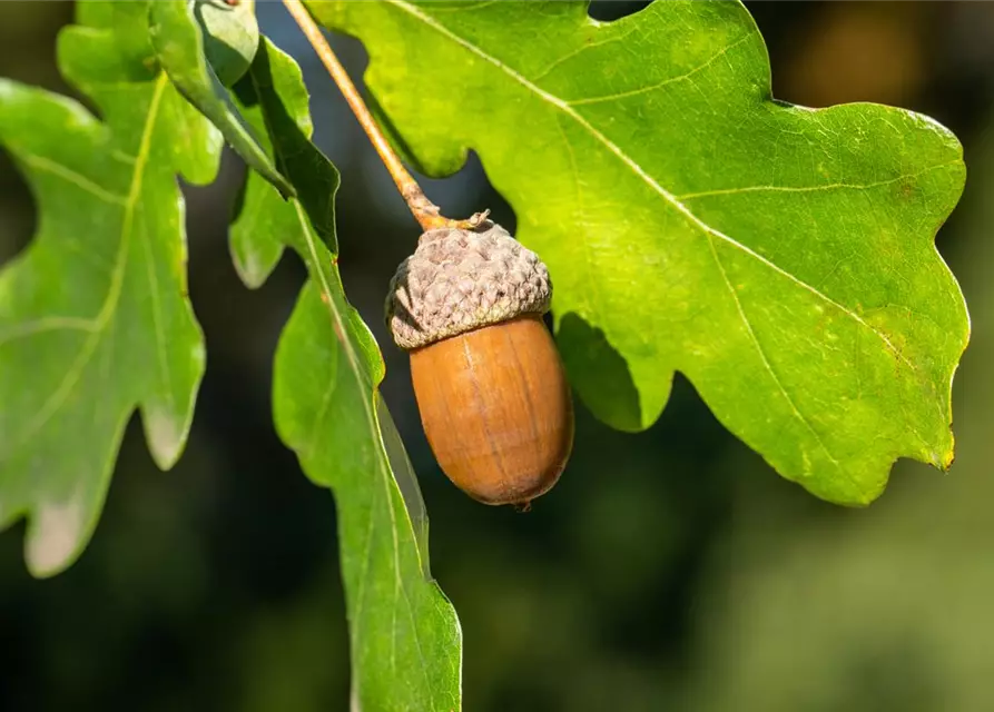 Quercus robur