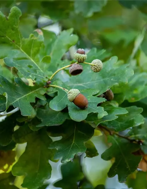 Quercus robur